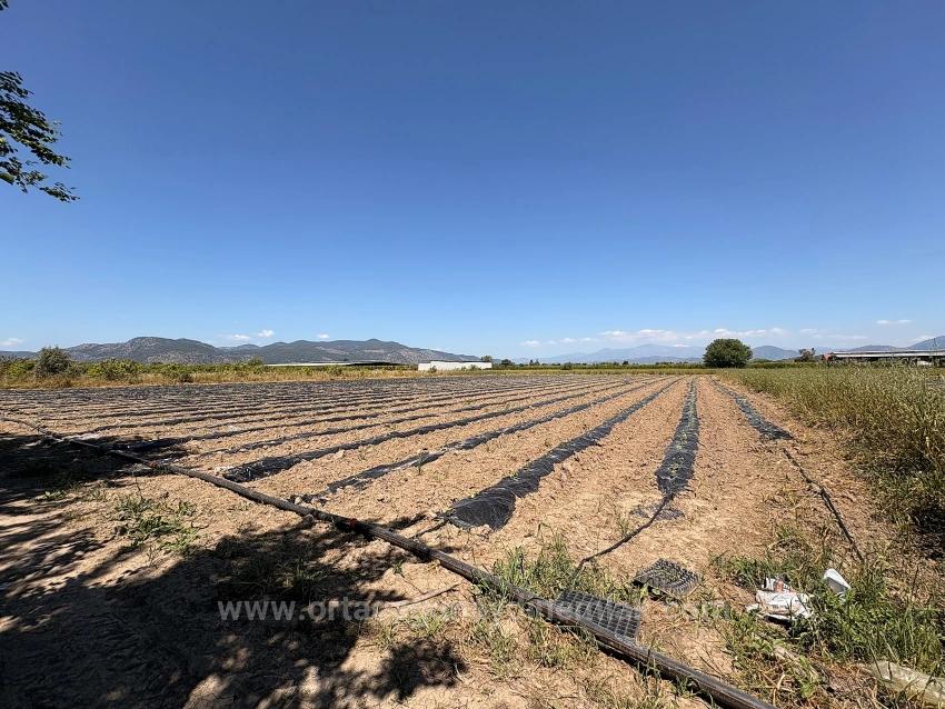 Landwirtschaftliche Fläche Zum Verkauf Im Ortaca Fevziye Viertel, 6006 M², Mit Einer Einzigen Eigentumsurkunde.