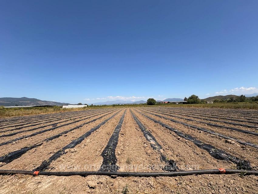 Landwirtschaftliche Fläche Zum Verkauf Im Ortaca Fevziye Viertel, 6006 M², Mit Einer Einzigen Eigentumsurkunde.