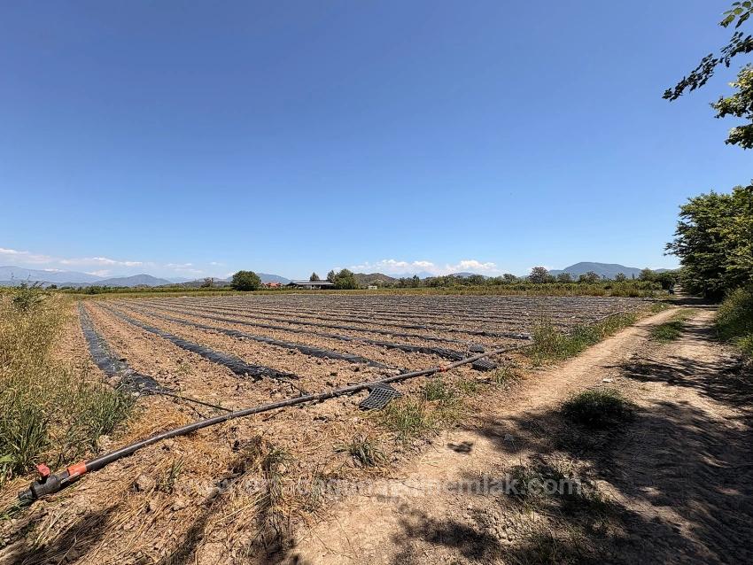 Landwirtschaftliche Fläche Zum Verkauf Im Ortaca Fevziye Viertel, 6006 M², Mit Einer Einzigen Eigentumsurkunde.