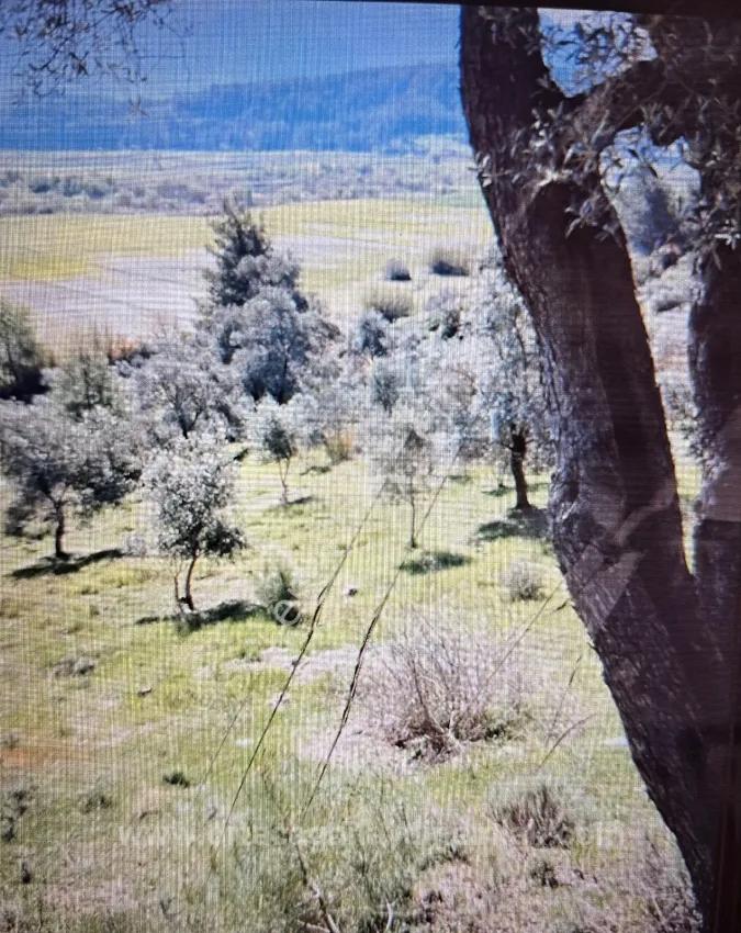 Feld Zu Verkaufen in Demirler Bz. Seydikemer - Feld-Zonierung - 6.334 m²