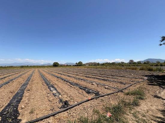 Landwirtschaftliche Fläche Zum Verkauf Im Ortaca Fevziye Viertel, 6006 M², Mit Einer Einzigen Eigentumsurkunde.