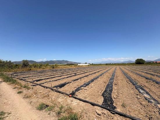 Landwirtschaftliche Fläche Zum Verkauf Im Ortaca Fevziye Viertel, 6006 M², Mit Einer Einzigen Eigentumsurkunde.