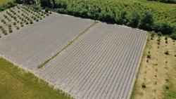 Landwirtschaftliche Fläche Zum Verkauf Im Ortaca Fevziye Viertel, 6006 M², Mit Einer Einzigen Eigentumsurkunde.