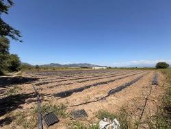 Landwirtschaftliche Fläche Zum Verkauf Im Ortaca Fevziye Viertel, 6006 M², Mit Einer Einzigen Eigentumsurkunde.