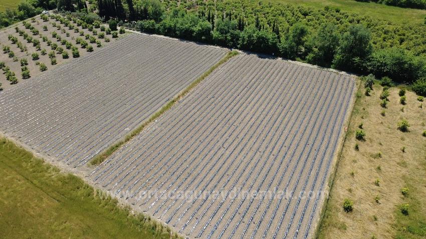 Agricultural Land For Sale In Ortaca Fevziye Neighborhood, 6006 M2, With A Single Title Deed.