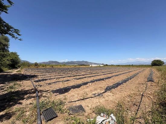 Agricultural Land For Sale In Ortaca Fevziye Neighborhood, 6006 M2, With A Single Title Deed.
