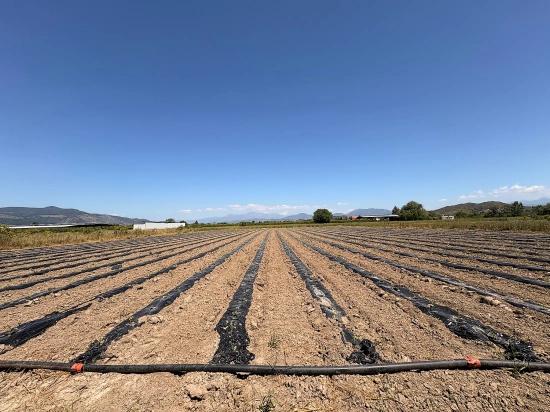 Agricultural Land For Sale In Ortaca Fevziye Neighborhood, 6006 M2, With A Single Title Deed.