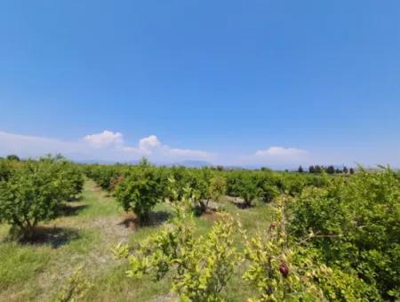 Field For Sale With 8.000 M2 Share In Ortaca Güzelyurt From Günaydın Real Estate
