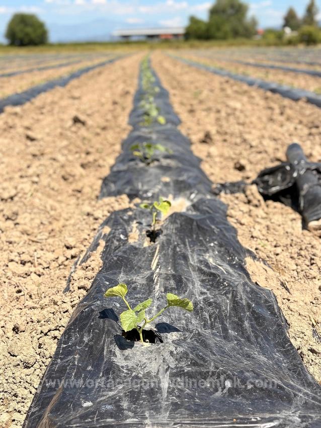 Продается Сельскохозяйственный Участок Площадью 6006 М2 В Районе Февзие, Ортаджа, С Единым Свидетельством О Праве Собственности.