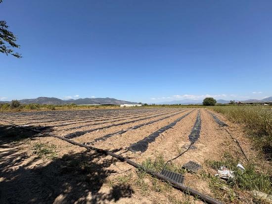 Продается Сельскохозяйственный Участок Площадью 6006 М2 В Районе Февзие, Ортаджа, С Единым Свидетельством О Праве Собственности.