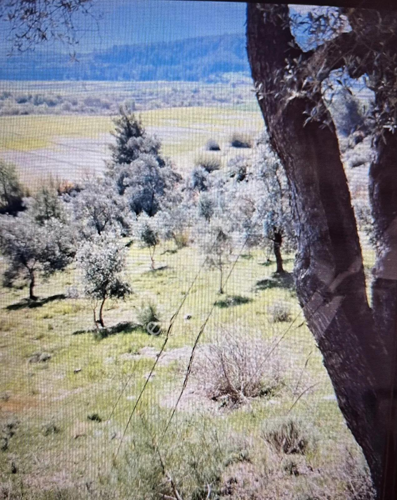 Seydikemer Demirler Mah. 6.334 M2 Tek Tapu Satılık Tarla