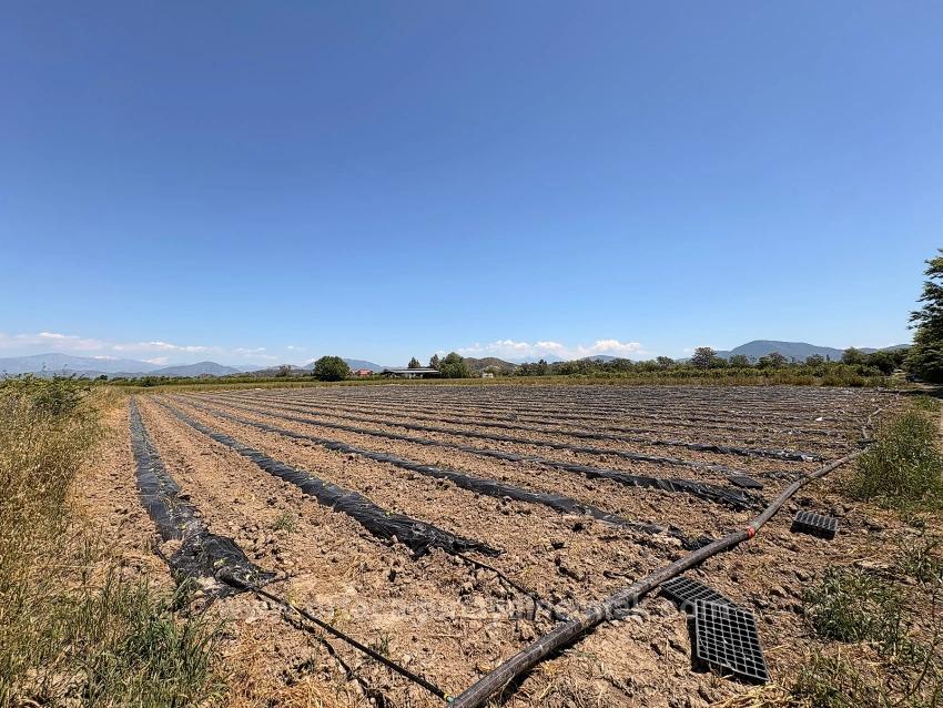 Ortaca Fevziye Mah. 6006 M2 Müstakil Tek Tapu Satılık Tarla