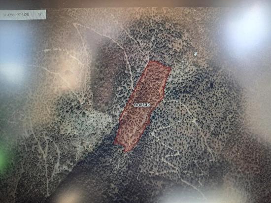 Milas Bafa 3.200 M2 Satılık Hisseli Zeytinlik Yanında 271 M2 Tek Tapu Zeytinlik Hediye