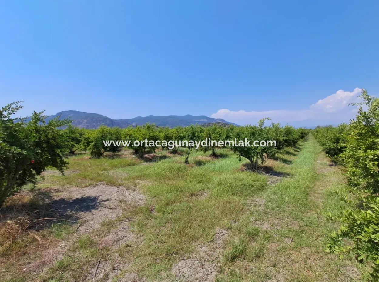 Günaydın Emlak'tan Ortaca Güzelyurtda 8.000 M2 Hisseli Satılık Tarla