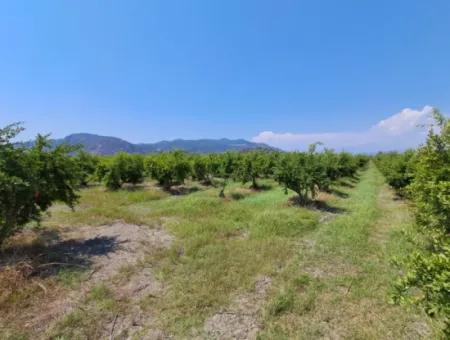 Günaydın Emlak'tan Ortaca Güzelyurtda 8.000 M2 Hisseli Satılık Tarla