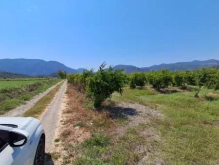 Günaydın Emlak'tan Ortaca Güzelyurtda 8.000 M2 Hisseli Satılık Tarla