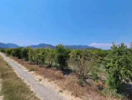 Günaydın Emlak'tan Ortaca Güzelyurtda 8.000 M2 Hisseli Satılık Tarla