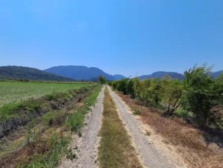 Günaydın Emlak'tan Ortaca Güzelyurtda 8.000 M2 Hisseli Satılık Tarla