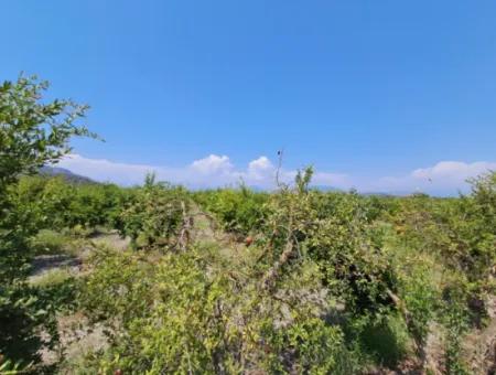 Günaydın Emlak'tan Ortaca Güzelyurtda 8.000 M2 Hisseli Satılık Tarla