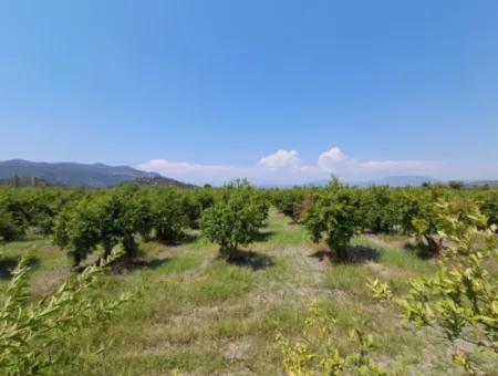 Günaydın Emlak'tan Ortaca Güzelyurtda 8.000 M2 Hisseli Satılık Tarla