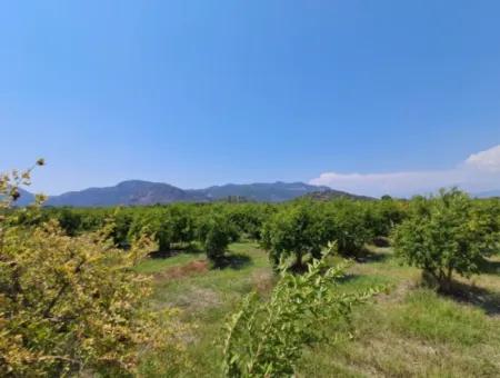 Günaydın Emlak'tan Ortaca Güzelyurtda 8.000 M2 Hisseli Satılık Tarla