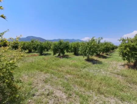 Günaydın Emlak'tan Ortaca Güzelyurtda 8.000 M2 Hisseli Satılık Tarla