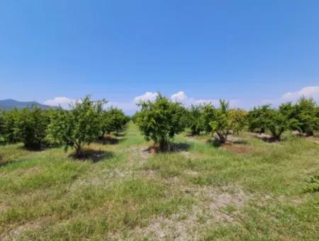 Günaydın Emlak'tan Ortaca Güzelyurtda 8.000 M2 Hisseli Satılık Tarla