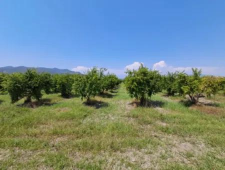 Günaydın Emlak'tan Ortaca Güzelyurtda 8.000 M2 Hisseli Satılık Tarla